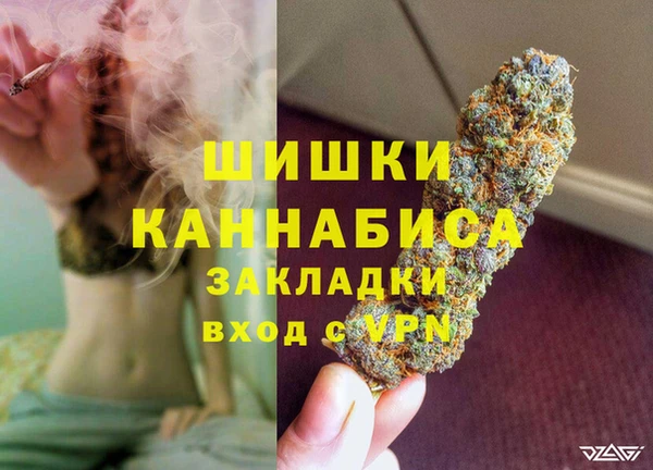 прущие грибы Новозыбков