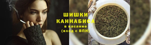 прущие грибы Новозыбков